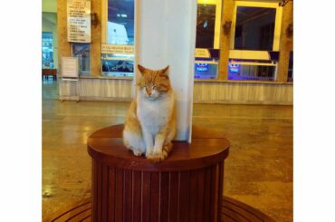 *
きのうは"スーパー猫の日"でしたね
2222年2月22日を生きてみたかった

写真は大学時代に行ったトルコで駅にいた猫ちゃん

#言い出しにくいけど#犬派#...