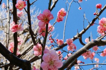 春を感じた写真たち
Rasakan musim bunga

#うめの花 
#桜スイーツ 
#桜咲いてた 
#なのはな 
#花の写真を撮るのが好き...