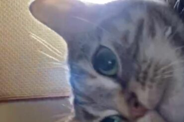 ⁡
ロアちゃんとテレビ電話した時の。笑
⁡
⁡
⁡
#juicejuice #稲場愛香 #まなかん #アイドル #idol 
#愛猫 #ロアちゃん #テレビ電...