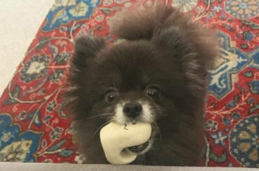 ☽･:*

髪のびたね、切りに行こうね。

みゅー先輩 @mew_azama 
からの、こつめリクエスト。

 #kotsume

遊べよと言っている...