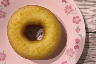 ⁡
ドーナツの穴からこちらを見つめる…
⁡
⁡
#猫 #ちらり #覗き見ねこ #かわいい 
#猫グッズ #おうちにたくさん #集めちゃう 
#juicejui...