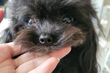 .
お天気は悪いけど
ふわふわにしようと思って
シャンプー.。o○
サロン専用のシャンプー
@nash_tokyo　のドッグラバーズで
ふわふわでいい香りになり...