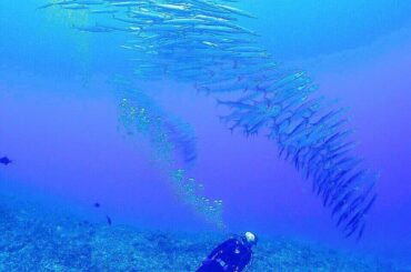 今年の夏は絶対
御蔵島で泳ぐんだあああ
きびなごと泳いだら口にくわえて
水から上がるんだあああ

#というひとりごと
#言霊！！！
#ダイビング...