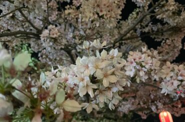 今年も

#桜#夜桜#和歌山城#桜まつり#屋台#お花見#sakura#festival#pink#happytime...