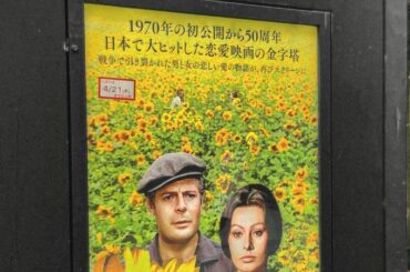 5月1日に三越劇場にてイタリア映画音楽コンサートをやるのですが、そんなタイミングで不朽の名作ひまわりが再上映されていたので観てきました

#ひまわり#50周年h...