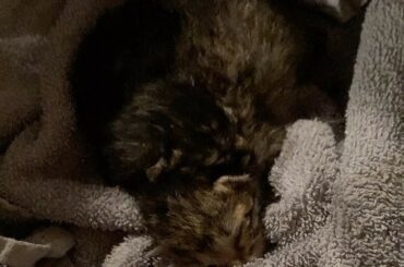 巡り巡って子猫ちゃん達のお世話をしているここ数日。おトイレさせてミルクをあげておねんねを見守る。成長全部が愛おしくて、この子達が幸せに過ごしてくれたらいいなと思...