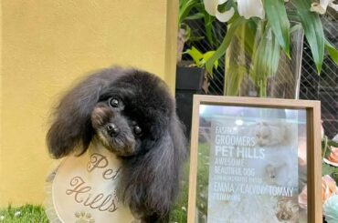 .
@pethills_tokyo さんで
お世話になってきたうちの子達が
みんなそれぞれ違う形でリラックスしてて可愛すぎる
べべもむんむんもほたても
可愛くし...