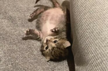 手の上で突然のかまされたけど良いんだよ
元気な証拠だね〜〜〜...