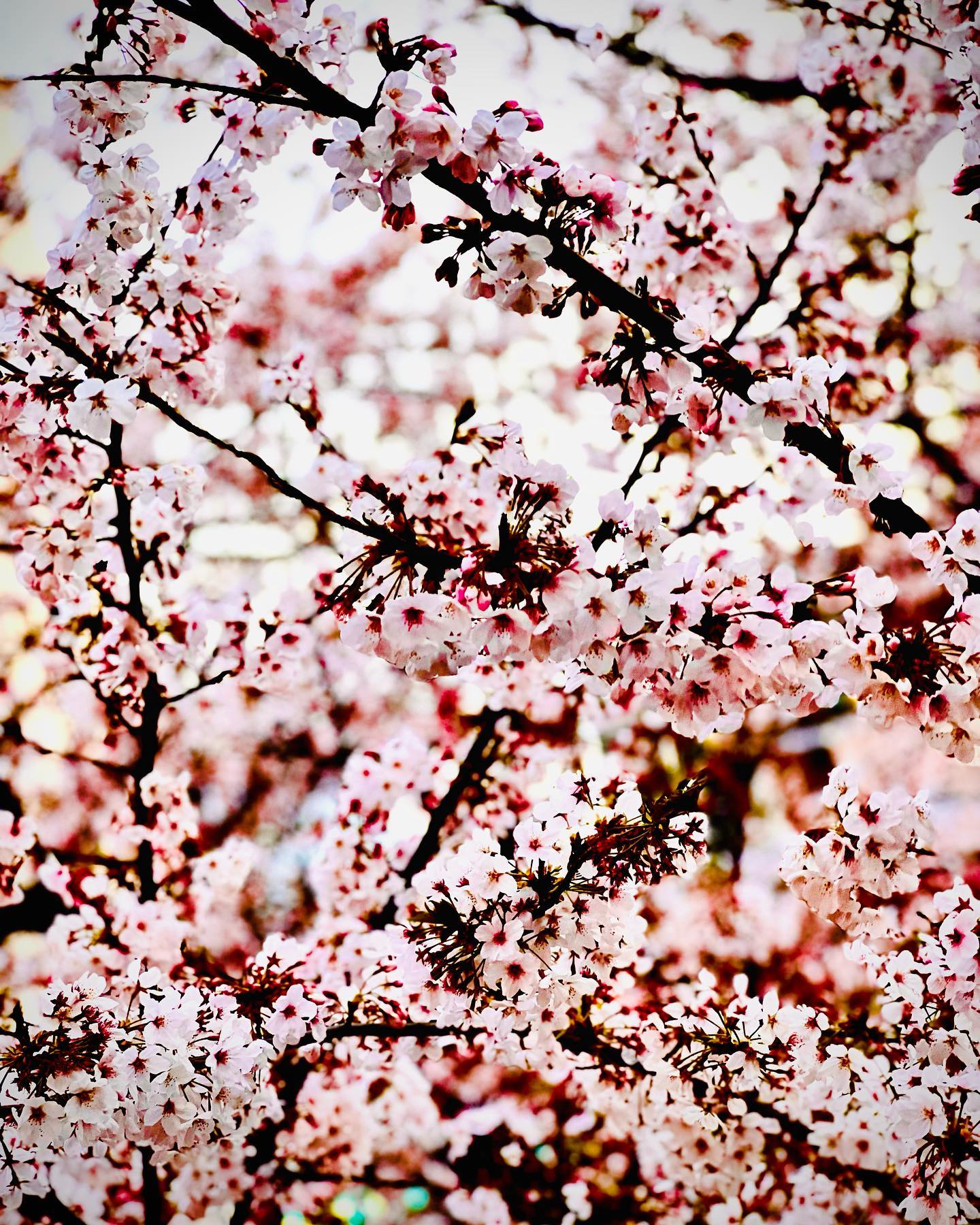 平野綾 出逢いがあれば別れもあるんじゃなくて 別れを乗り越える強さが出逢いを生むと信じたい 人生で何度も出逢いなおす 全てが自分の糧になる 出逢い全てに意味 Moe Zine