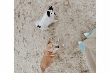 みんなおはよう

今日のファームは曇りだけど、Weekend Caféもopenしてるよ

写真に写っているファームの保護犬のあんずとあずきとラブちゃんは厩舎の...