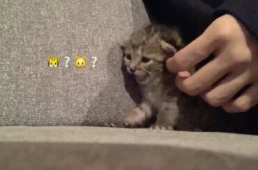 今のところ名前はお虎さん...