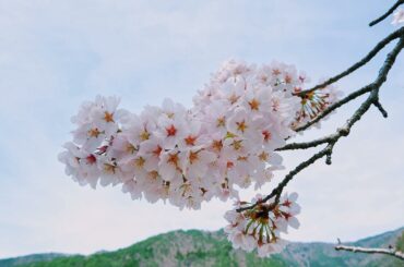 みなさんは、桜がこんなにほわっほわに
くっついて咲くって知ってました？

私はこの桜を見て、
自分は今まで満開の桜を見た事がなかったのかもな〜って気づいたよ。
...