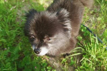 眩しいこつめ

美しいよ。

母撮

 #kotsume...