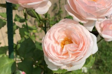 実家のバラの中でも一番好きかも。

今年は満開の時に見に行けるかな？

#rose#gardenrose...