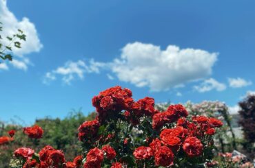 *
薔薇が綺麗な季節
次は紫陽花ですね...