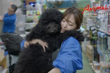 ＼情報解禁／

Abemaドラマ『𝗔𝗡𝗜𝗠𝗔𝗟𝗦-アニマルズ-』にて
連続ドラマ初主演を務めさせていただきます。
⁡
恋も仕事も弱肉強食？！！
大逆転ラブストー...