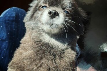 眩しいこつめ

ぶちゃかわいい

 #kotsume...