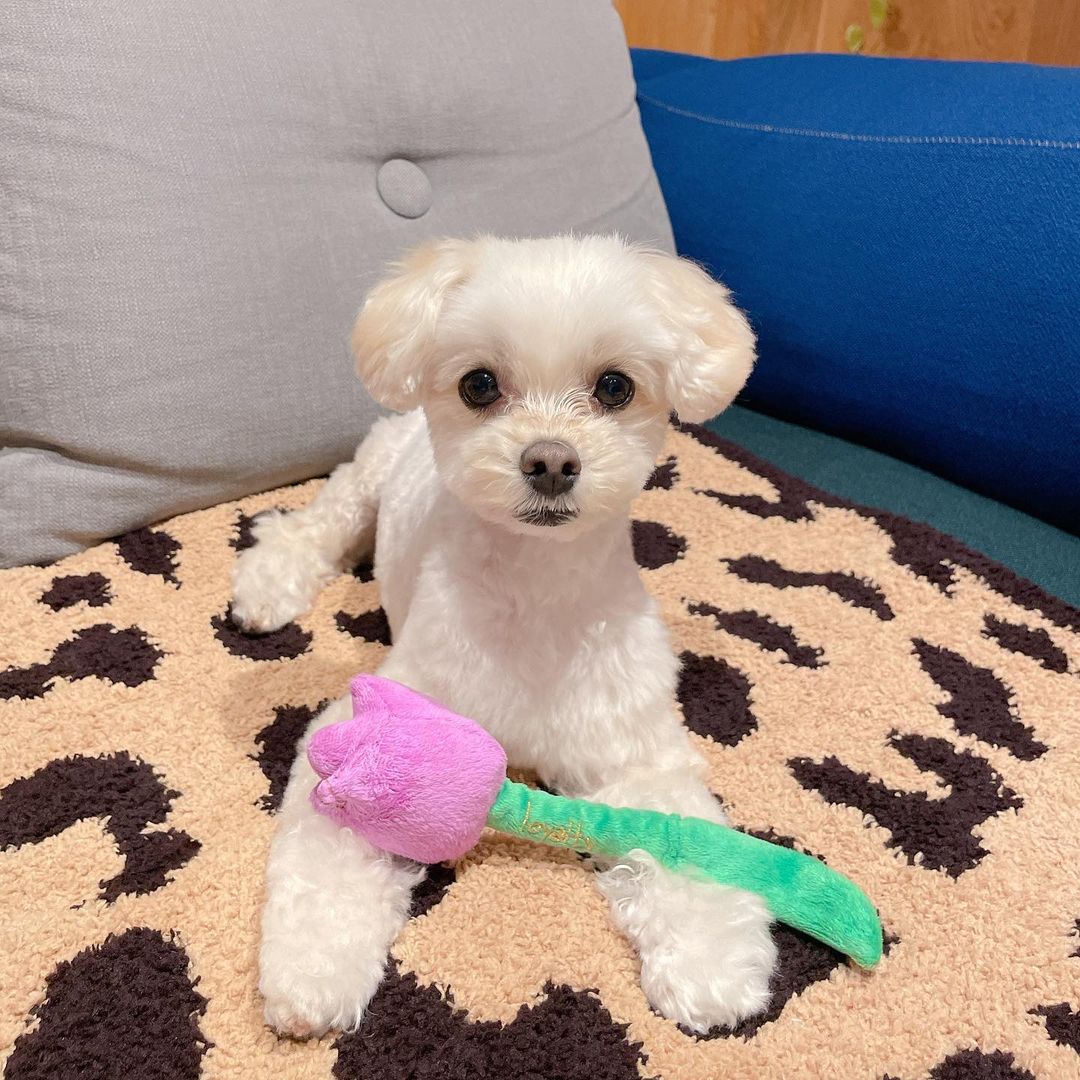 きゃりーぱみゅぱみゅ Happy Birthday Ameちゃん 4歳になりました たくさんの幸せを与えてくれてありがとう いつも癒されてばかりです あめちゃんが居るからどん Moe Zine