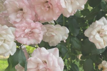 ただ可愛かったからみんなに見てもらいたくて
載せちゃったお花、ぴんく×しろ 
⁡
今日は慣れないパンプスを履いてたら
（でも凄く可愛くてお気に入りなの）
靴擦れ...