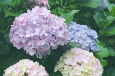 ‎
⁡
⁡
今年は色々なところでたくさん紫陽花とったな〜
⁡
⁡
⁡
#稲場愛香 #まなかん #紫陽花 #あじさい #綺麗 
#何色のが好き ？ #わたしは全部...