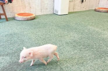 トコトコ ……...