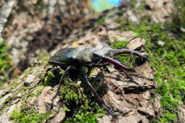 今年はじめてのミヤマクワガタ
やっぱりかっこいい

一気に暑くなったから出てきたのかな？

お天気も良くなり、キャンプ日和
本日、ふくろうの渓谷 @owl_ca...