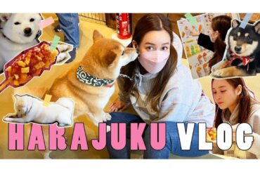 14年ぶりぐらい?に竹下通りで
マネージャーの横井ちゃんと一緒に遊んだよ

豆柴カフェに初めて行きました

YouTubeみてね...
