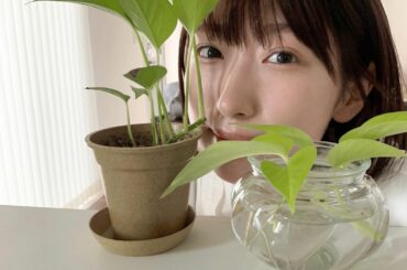 演出の方から譲り受けたポトスぐんぐん育ってます〜...