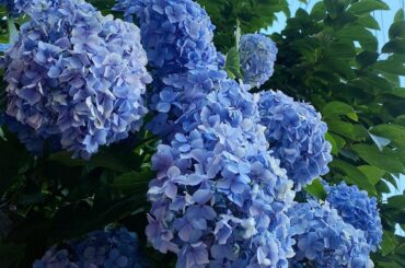 ドライブしてたらとても綺麗な紫陽花を見つけました　　#maria_flower...