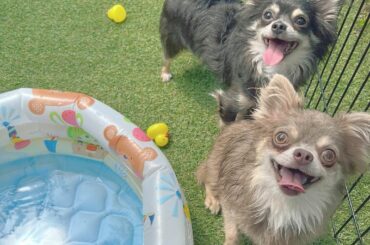 *
*
お家のドッグランで遊んだあおにこ
*
*
#チワワ #チワワ部 #チワワのいる暮らし #犬のいる暮らし #いぬすたぐらむ #ブルータン #ブルータンチワ...