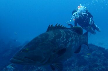 うしろのダイバー私なんですが、
この巨大クエ抱えて陸に上がったら
いくらになるんだろう
#クエ...