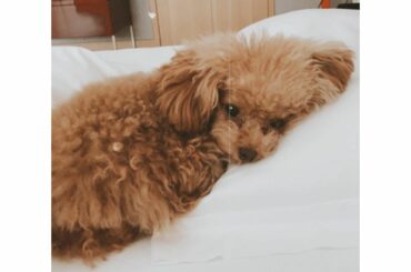 朝、目覚めたらララが私を見つめておりました

それにしても上手に枕使ってるね

@laramiofficial...