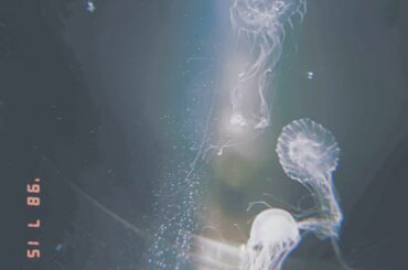 海月。
iPhoneの絵文字にクラゲってないんだね...