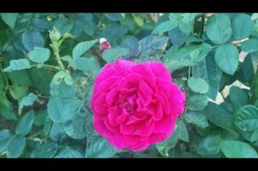 -20210828-【AKB48】＃佐々木優佳里 様ヘ　＃ROSE　＃薔薇　＃お誕生日おめでとうございます　＃中森明菜　＃ミアモーレ　＃指原莉乃　＃YOKOHAMA　＃横浜　＃高橋ひなこ文部科学副大臣