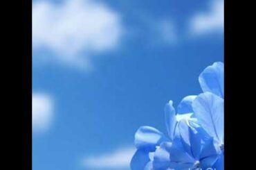 もし叶うなら🍀