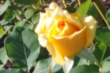 -20211023-【AKB48】＃浦野一美 様へ　＃ROSE　＃お誕生日おめでとうございます　＃中森明菜　＃少しだけスキャンダル　＃バッテリー交換東京　＃GoToトラベル　＃さいたま市　＃牧原秀樹