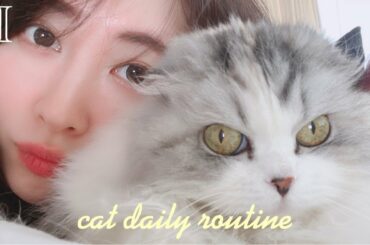 【猫の日】けむしの1日に密着🐱VLOG🤍