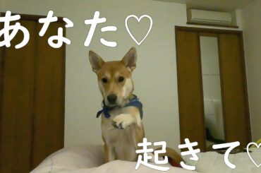 愛あるおこしかたをするワンジロー（オス）