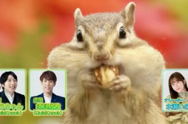 水瀬いのり、ナレーターに「ダーウィンが来た！」劇場版第4弾／映画『日本列島生きもの超伝説 劇場版ダーウィンが来た！』予告編