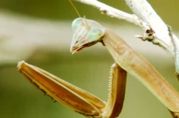 『日本列島生きもの超伝説　劇場版ダーウィンが来た！』30秒予告編【2023年2月3日公開】