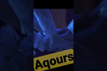 Aqours Sunshine ！　#aqours #lovelive #伊波杏樹 #ラブライブ #ラブライブサンシャイン