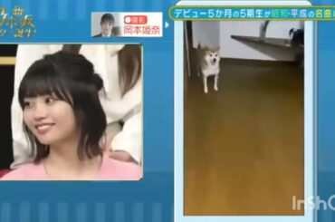 岡本姫奈愛犬花火×HANABI