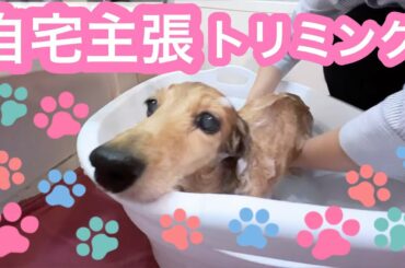 わんこ達の自宅ケア 🐶🐾【老犬介護No.121】