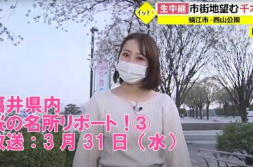 【3/31放送】福井県内・桜の名所をリポート③鯖江市・西山公園