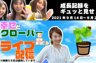③クローバー栽培日記　※2021年9月14日～22日（原渕アナ、佐橋アナ、中道アナもチラッと映ってます！）