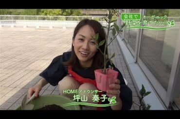 会社で野菜を育てたい！第4回「苗の植え替え｣【HOMEアナウンサー】