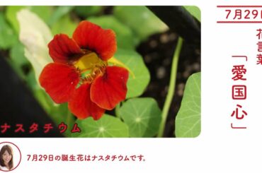 7月29日 ナスタチウム 今日の誕生花 今日の花言葉