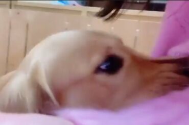 本間日陽 犬のヨダレでビチャビチャになったニットを妹に押し付けるシーン NGT48