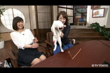 【にゃーにゃ】田勢康弘の週刊ニュース新書：ハンちゃんと一息(2015.3.21）【猫】