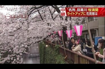 水面に映える満開の桜！見頃迎えた東京・目黒川(16/04/01)